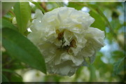 Rosier Rosa Banksiae